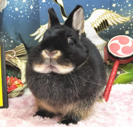 ネザーランドドワーフ AA11 ブラックオター 女の子 うさぎ専門店