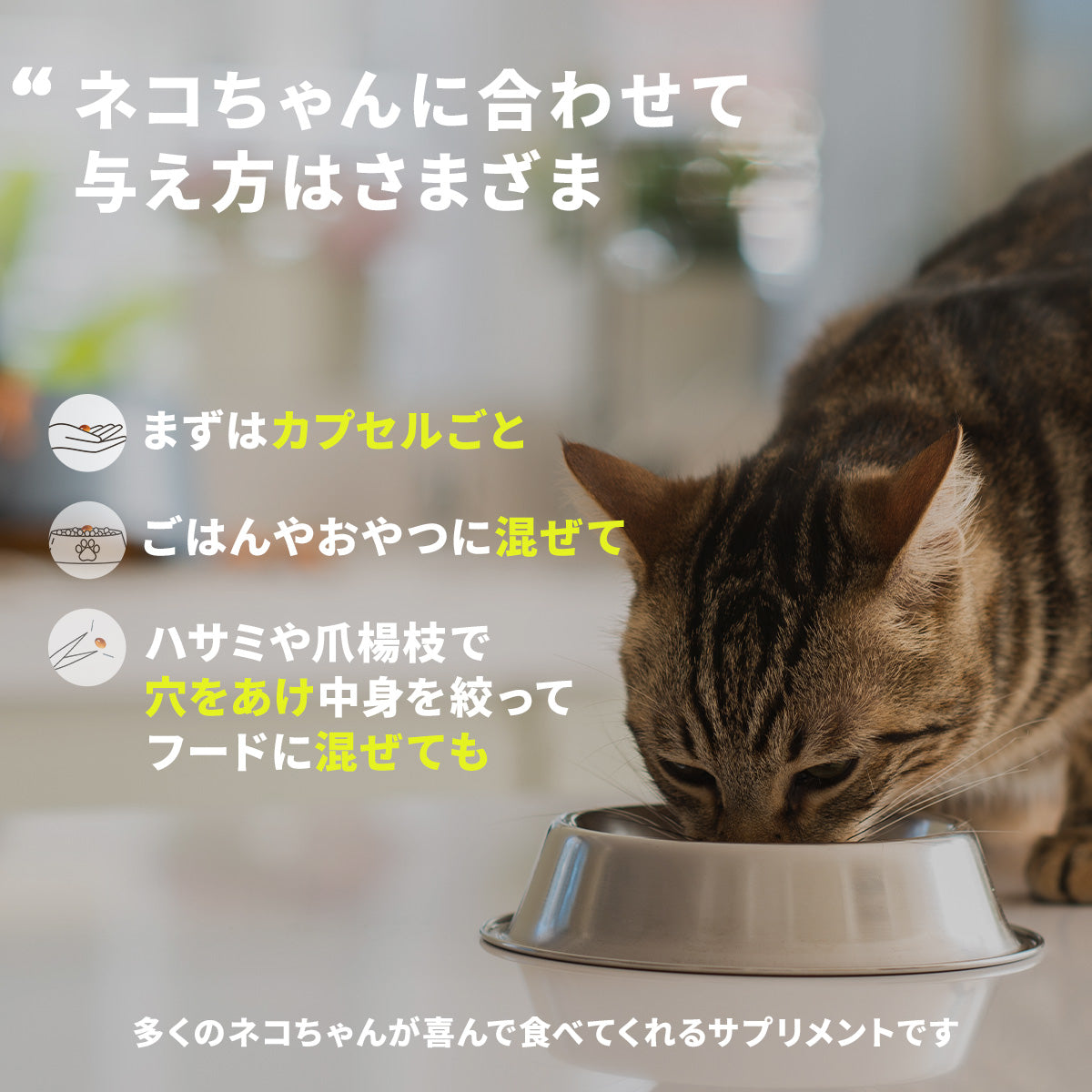 猫のサプリメント【アンチノール プラス】– ベッツペッツ公式サイト