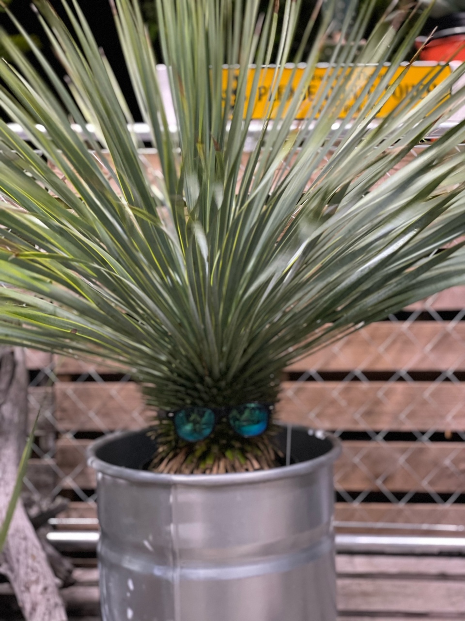 ユッカロストラータ | 通販商品 | メモリアルガーデンクラブ