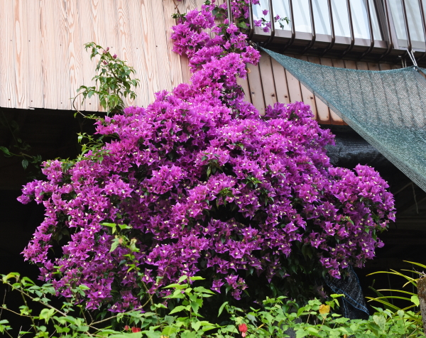 ブーゲンビリア