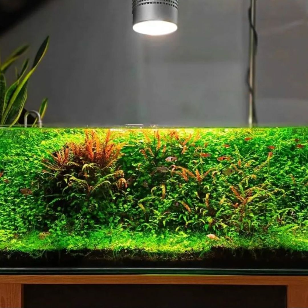 T90 RGB TH – WEEK AQUA