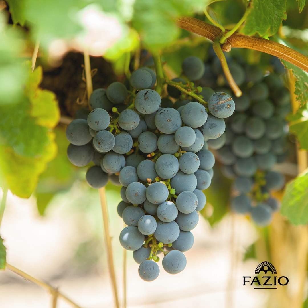 ファツィオ】ロッソ・エリチェ ネロ・タヴォラ DOCエリチェ 2021