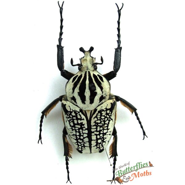 Goliathus orientalis meleagris 95mm+ D.R. CONGO - World of
