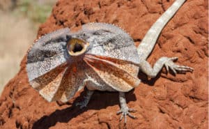 エリマキトカゲの飼育方法｜値段や大きさ、寿命、なつく性格？ - WORIVER