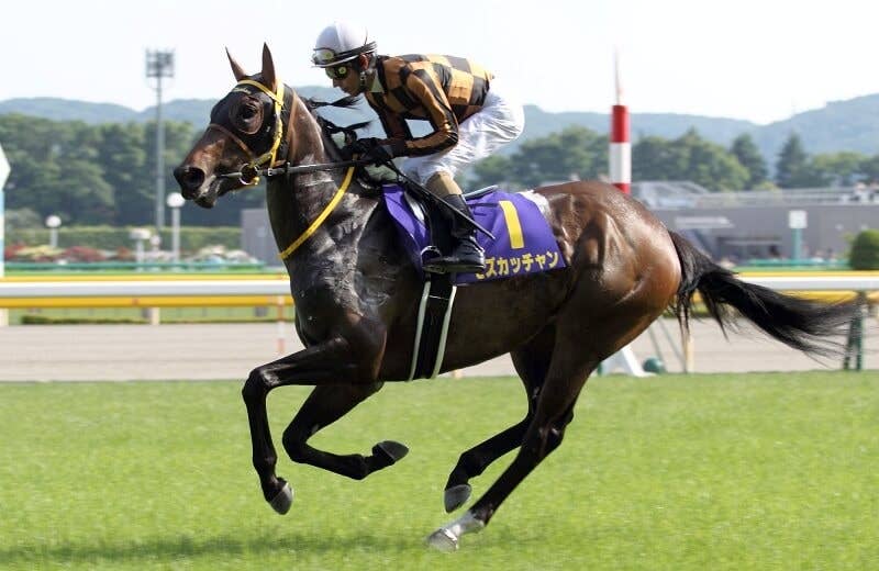 モズカッチャン（Mozu Katchan） | 競馬データベース | JRA-VAN World