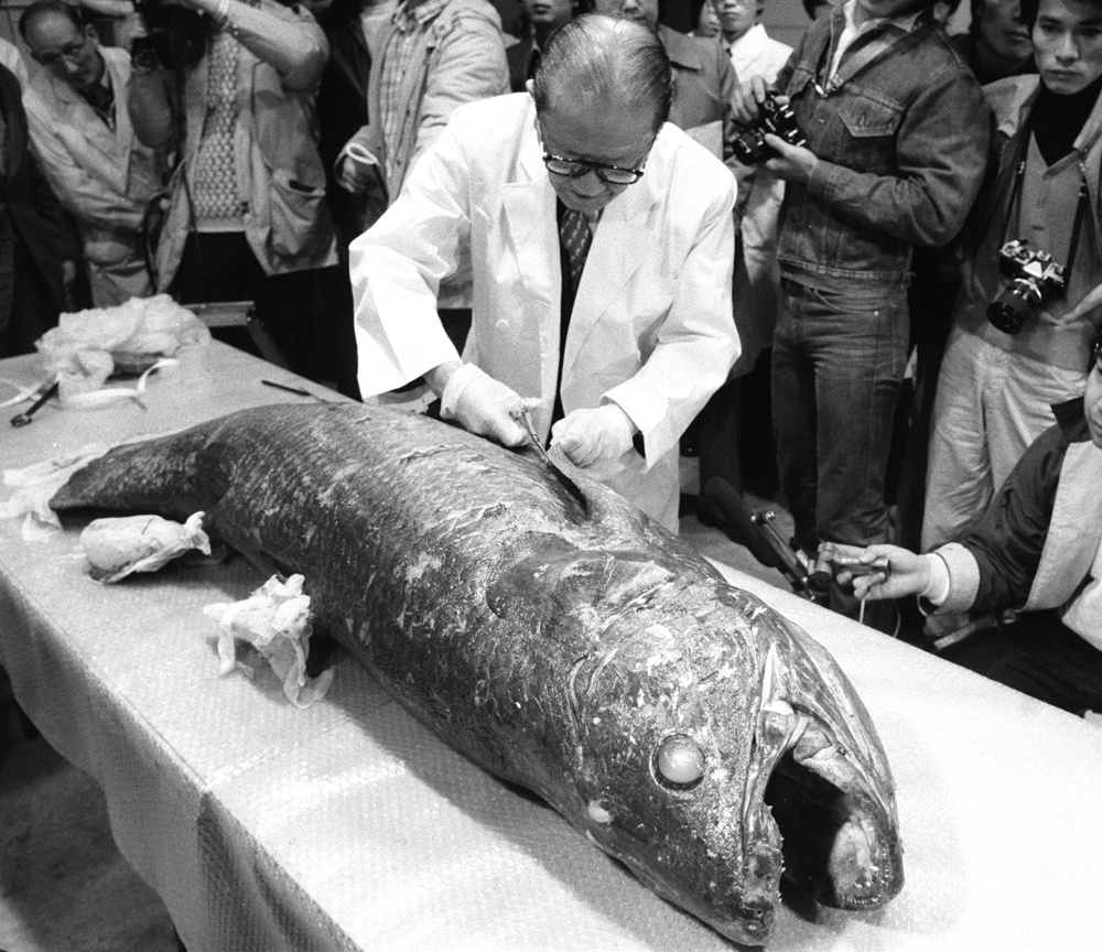 あのころ＞「生きた化石」を解剖 謎の魚シーラカンス|47NEWS（よんなな