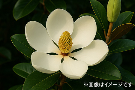 ベランダOK！リトルジェム（常緑樹）の育て方と花を長く楽しむコツ