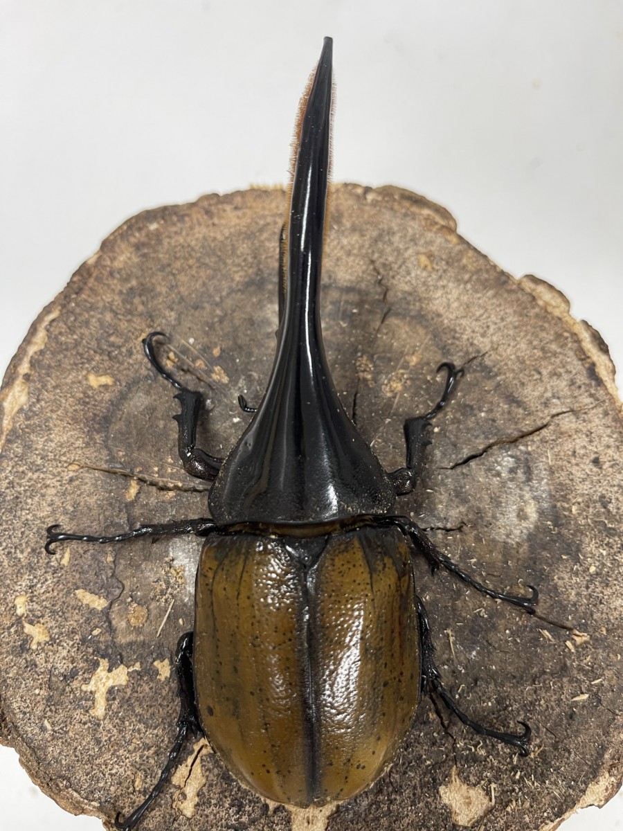 ヘラクレス・エクアトリアヌス 138ミリペア＋♀ - クワガタ横丁