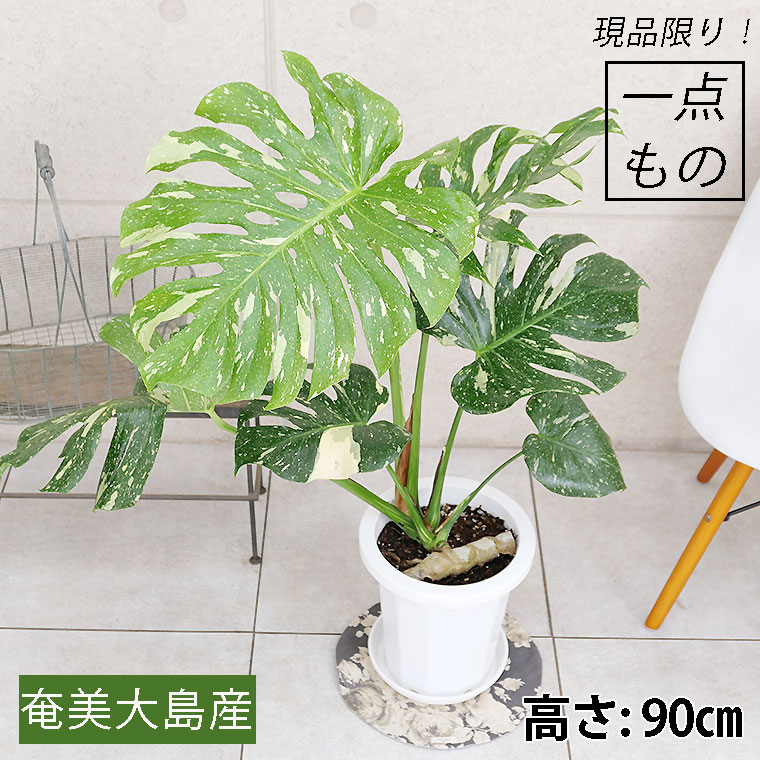 希少種・マニア向け】モンステラ・デリシオーサ 斑入り(ふいり)-006 8