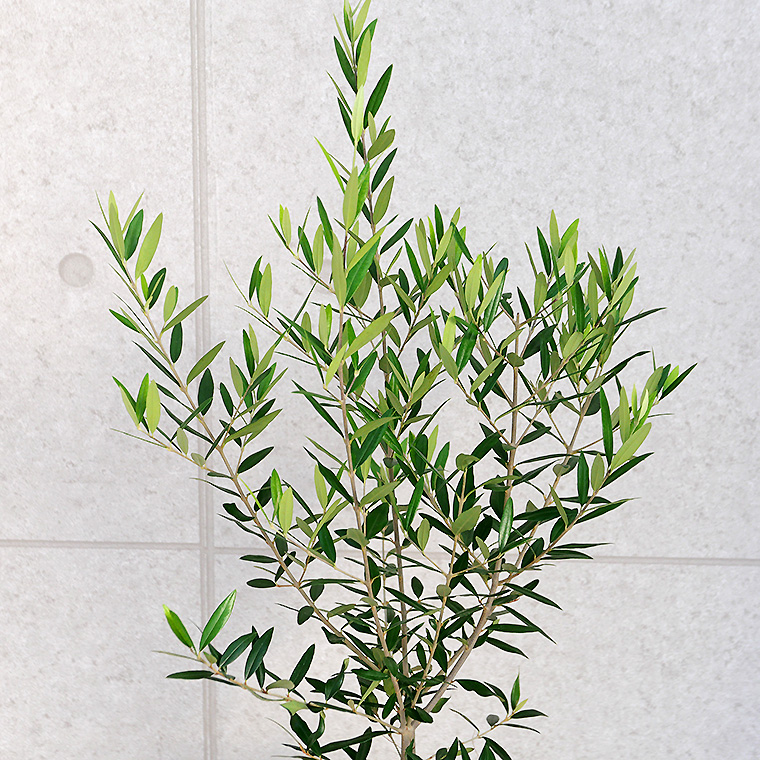 オリーブ・ヒナカゼ 5号スリット鉢 観葉植物と植木鉢の専門店cocolate