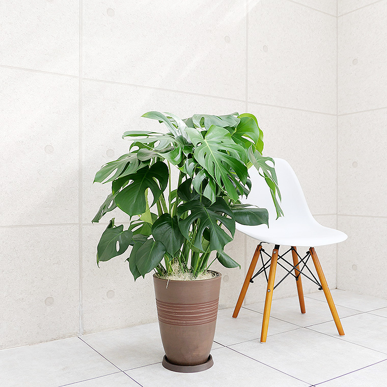 モンステラ 樹脂製鉢植え（11VH25） 観葉植物と植木鉢の専門店cocolate