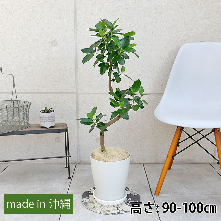 フランスゴム 7号鉢 観葉植物と植木鉢の専門店cocolate（ココレート）