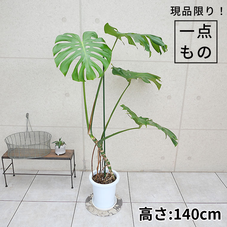 モンステラ・デリシオーサ 幹上がり-018 8号鉢 観葉植物と植木鉢の専門