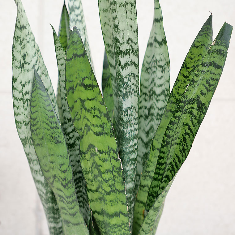 サンスベリア・ゼラニカ 7号鉢 観葉植物と植木鉢の専門店cocolate