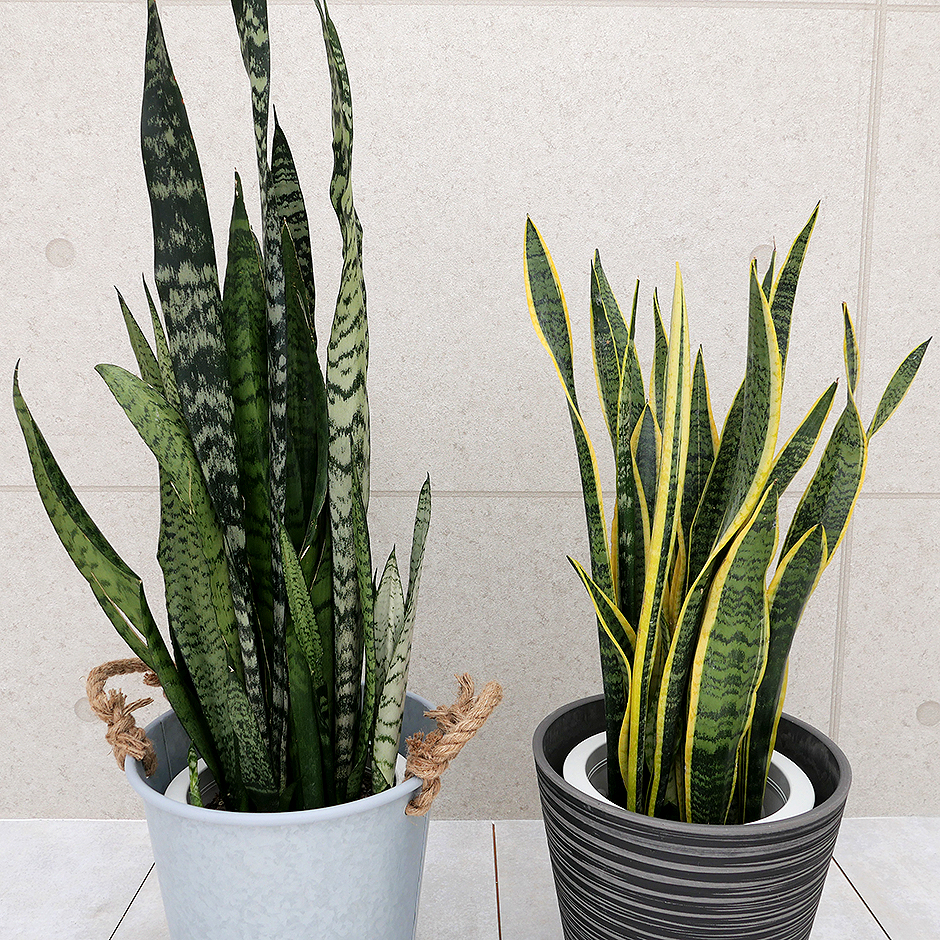 サンスベリア・ゼラニカ 7号鉢 観葉植物と植木鉢の専門店cocolate