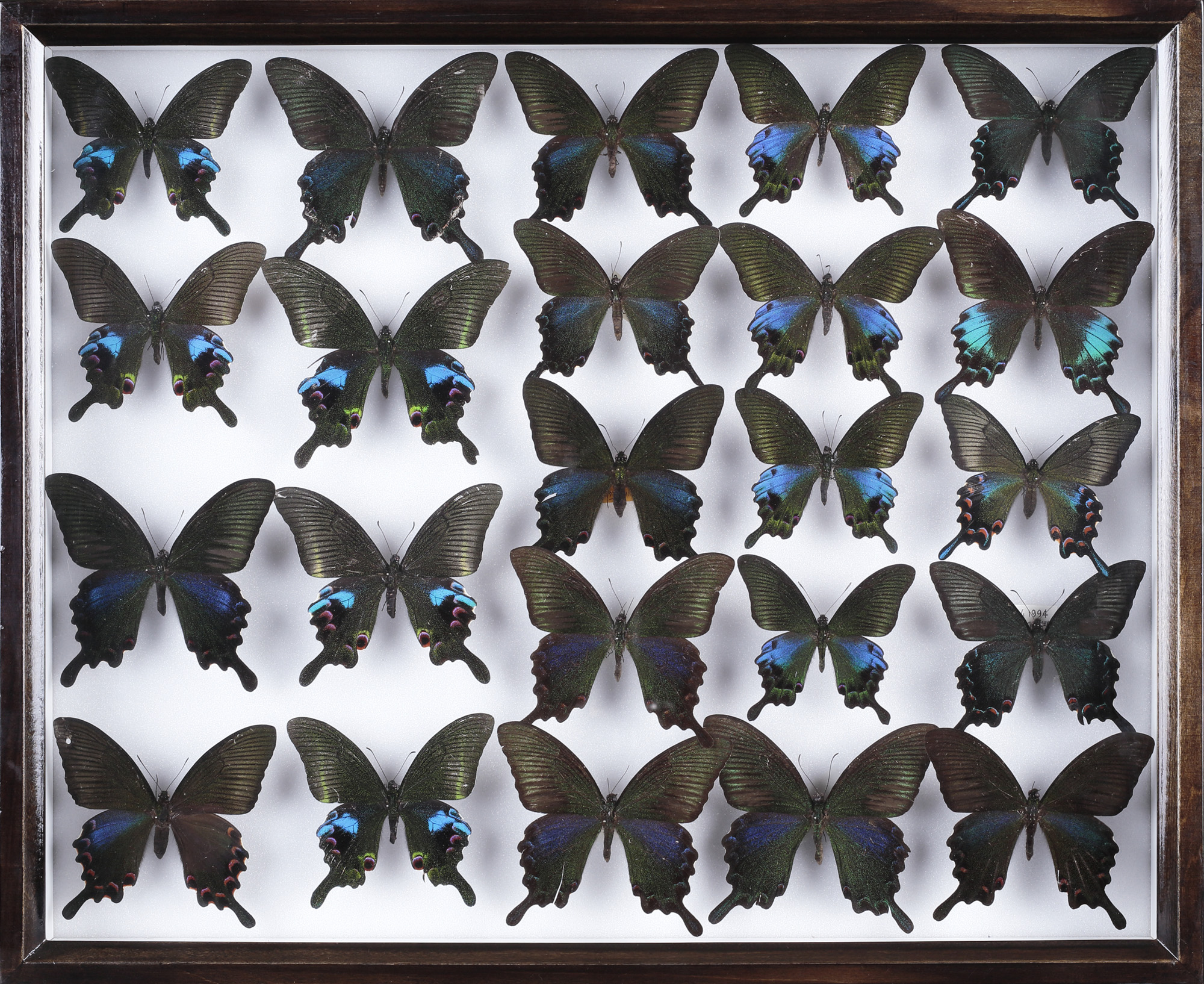 オオクジャクアゲハ♂♂標本セット☆ ブータン産＆旧ビルマ産86/93mm