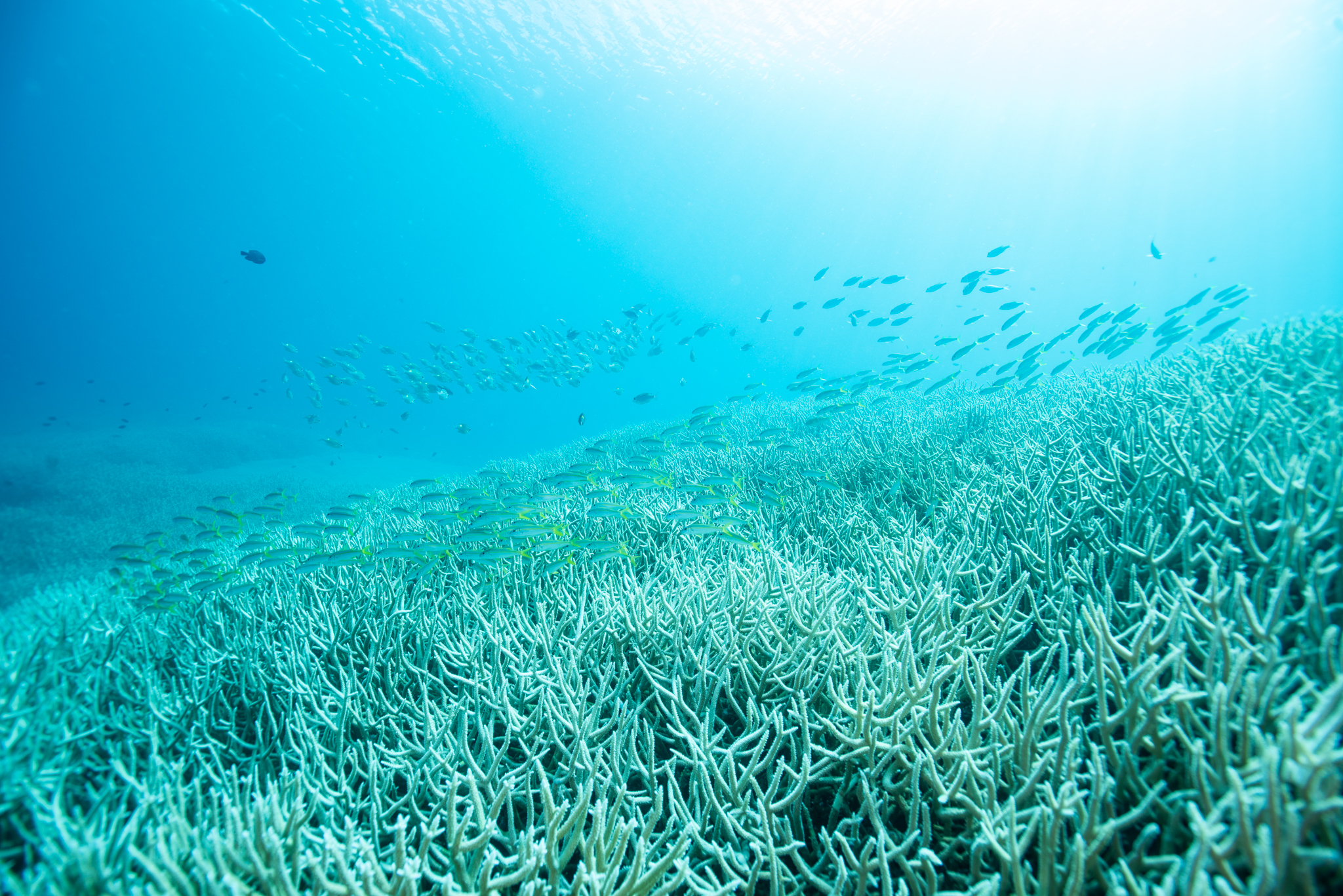 枝サンゴでまったり。｜ブログ | 小笠原ダイビングベース 聲 -coe-