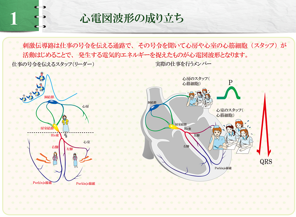 1．心電図波形の成り立ち | 動画で学ぶ「ハート先生の心電図教室」