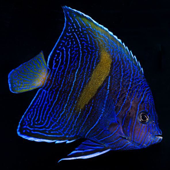 アクティニックシャイナー | 海水魚専門店 セポのつぶやき・・・