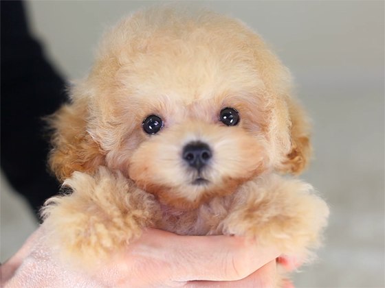 ジャパン プードル クラブ【ティーカッププードル】JPC-TEA-910