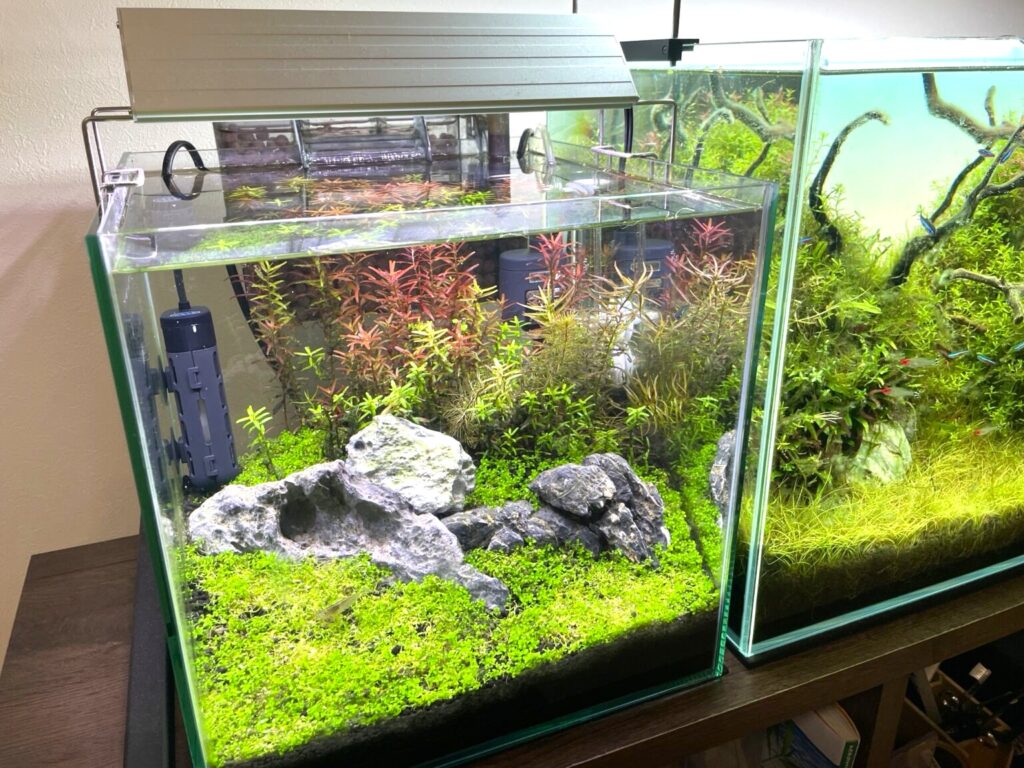 Chihiros WRGBⅡ60を徹底レビュー】水草育成に悩むならこれで決まり