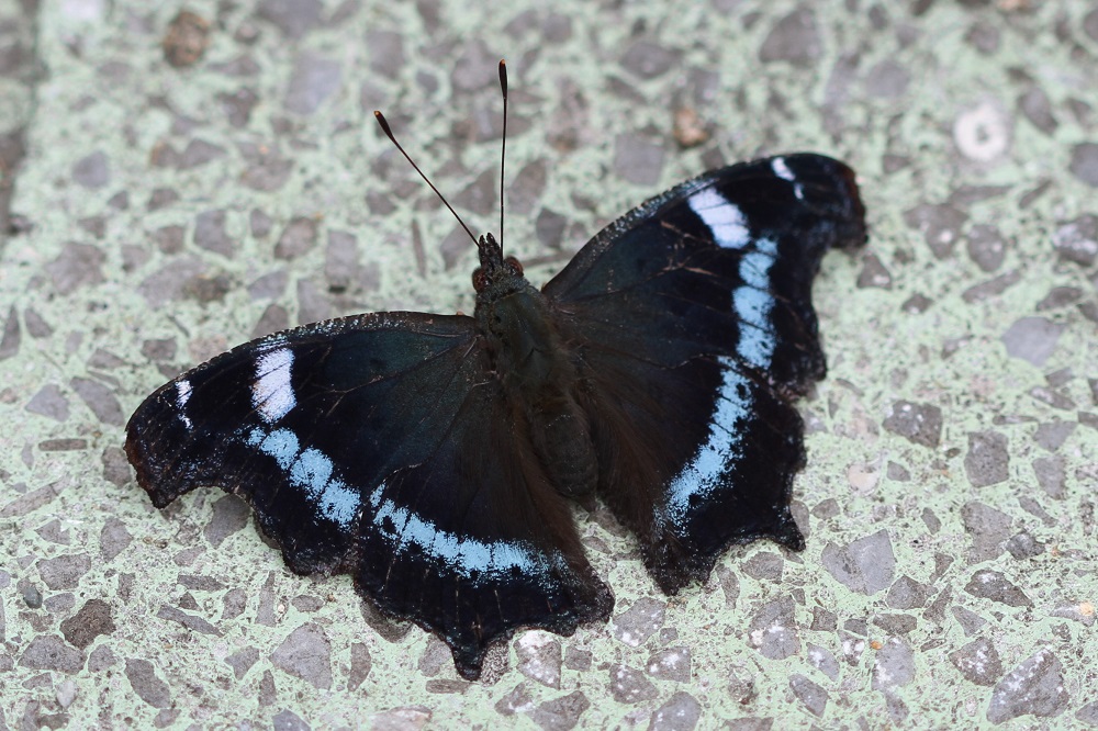 ルリタテハ～珍しい？生態写真や見分け方、生息地、食草、越冬、亜種