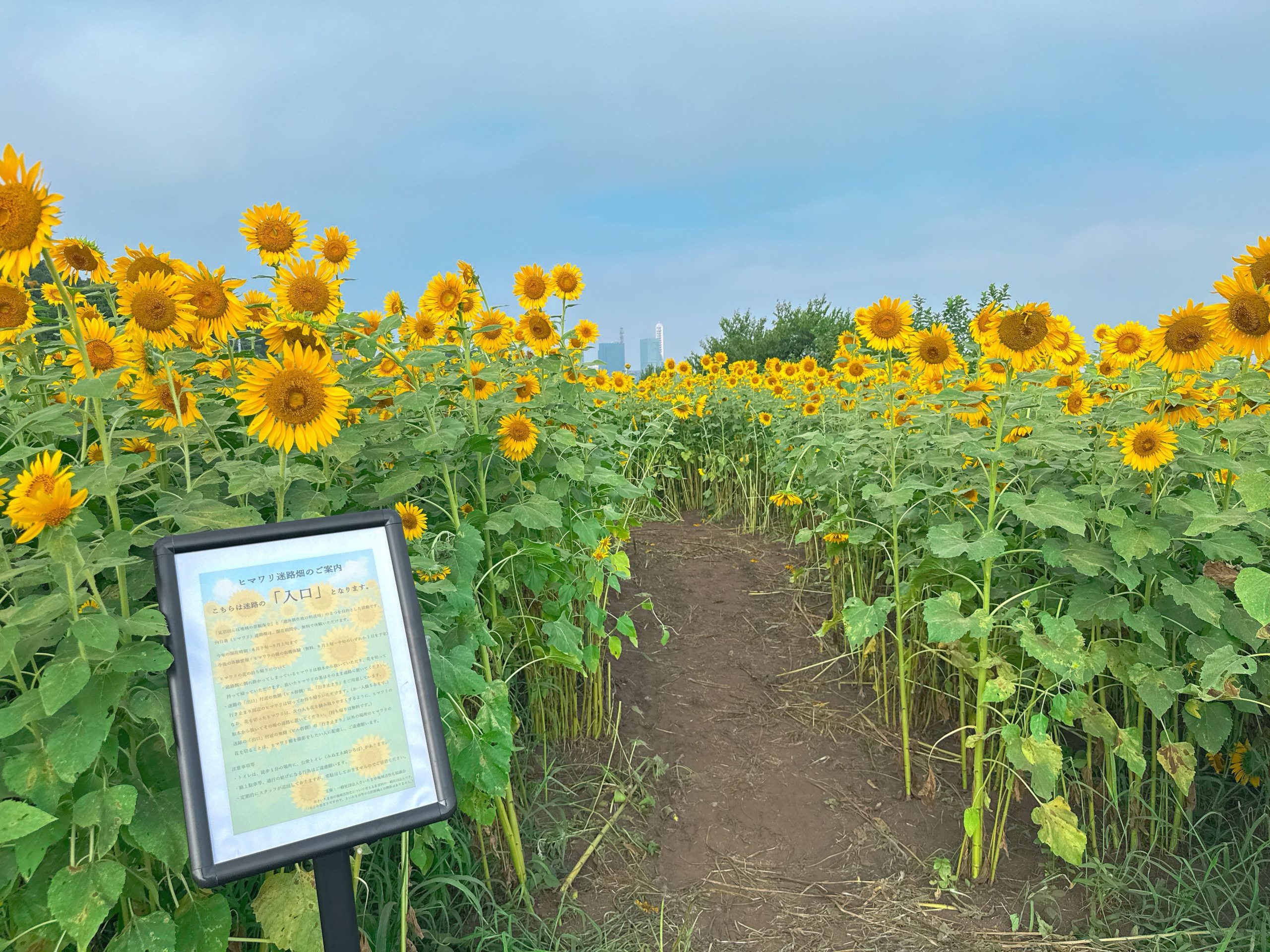 2025年の向日葵（ヒマワリ）迷路の完成と、花の持ち帰りのお知らせ