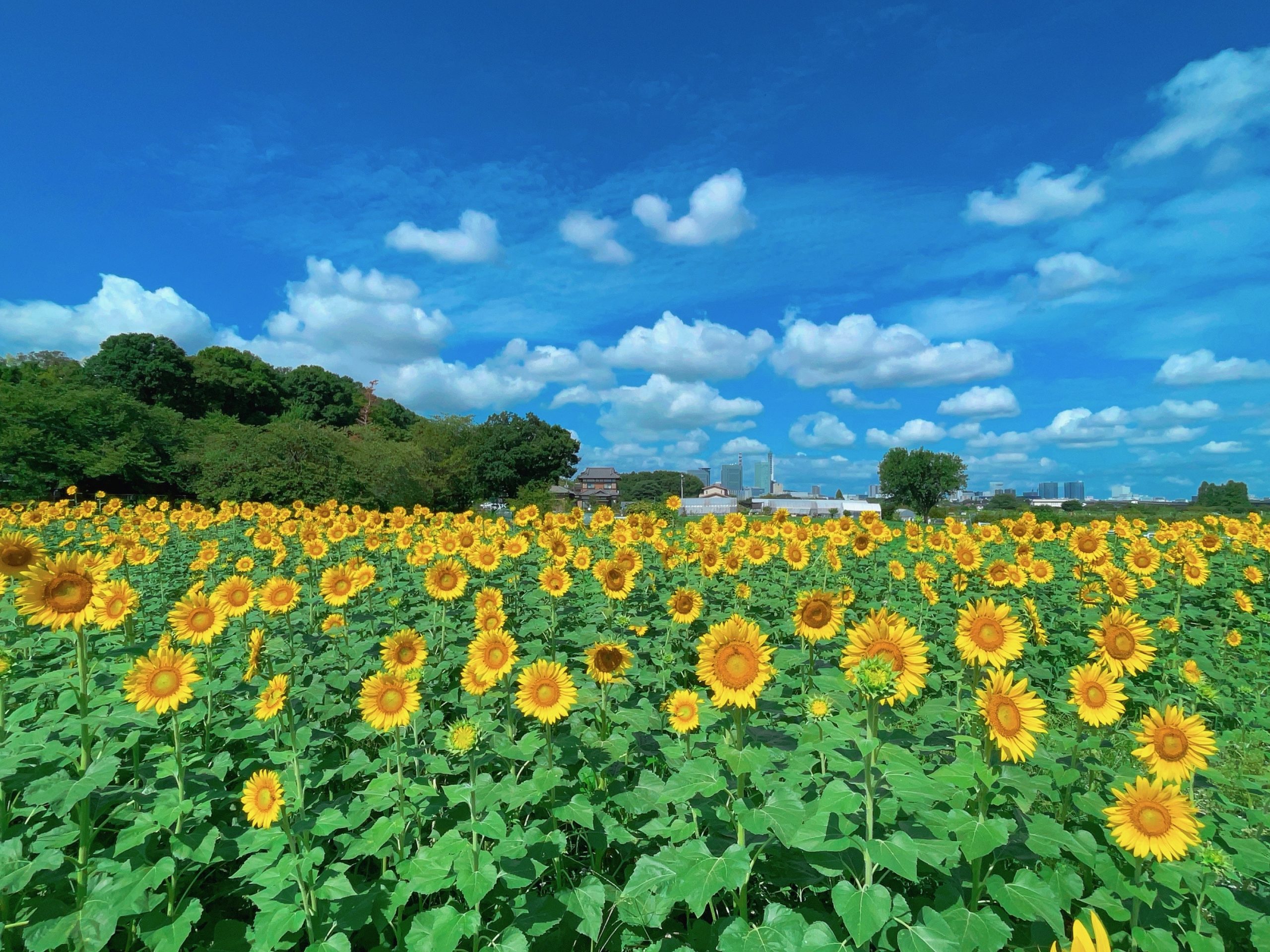 2023年の向日葵（ヒマワリ）の開花のお知らせ – 一般社団法人さいたま