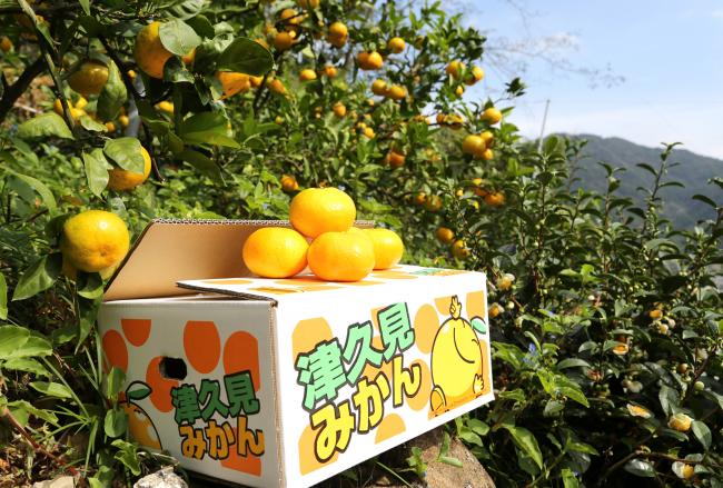 みかん - 津久見市公式ホームページ