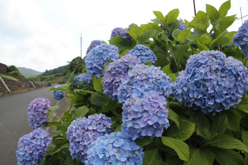 豊前市公式ホームページ／枝川内アジサイランド