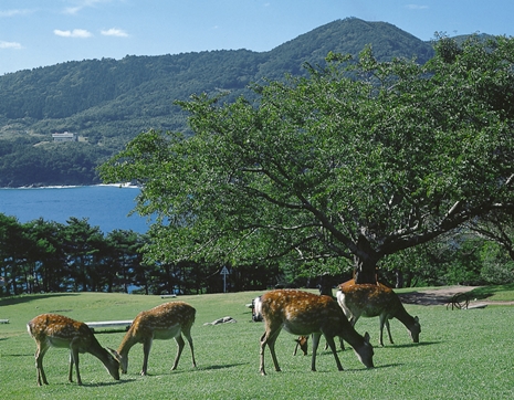 金華山 - 石巻市