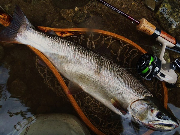 Casket カスケット｜トラウト、バス、ソルトルアー専門店｜通販可能｜