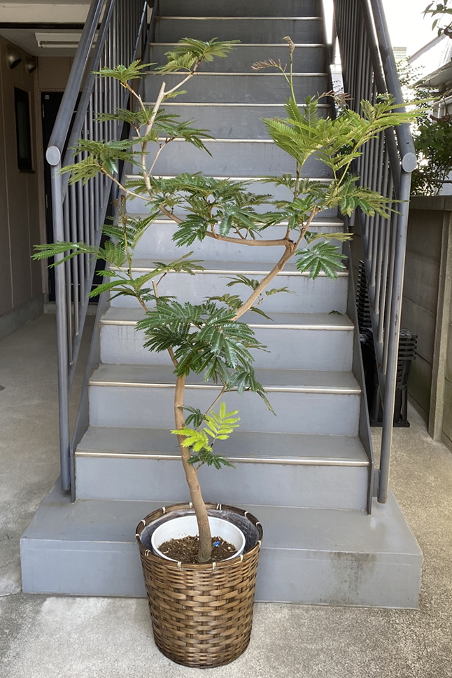 観葉植物 エバーフレッシュ 一覧 | 移転祝い 開店祝い 法人ギフト販売