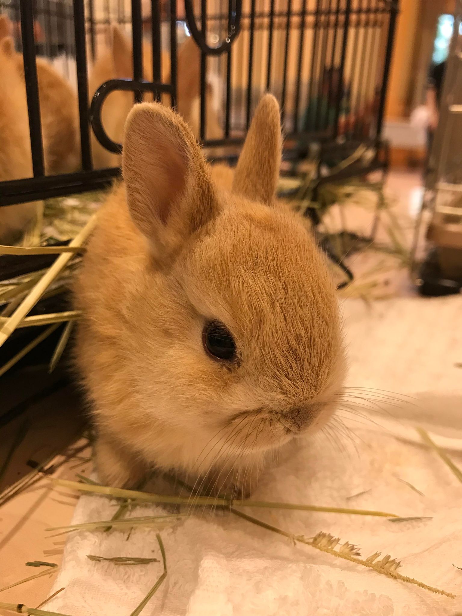 うさぎ161 | 一般社団法人アニプロ