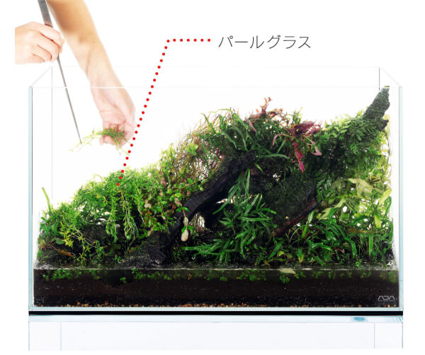 ADA - NATURE AQUARIUM - ゼロからはじめるネイチャーアクアリウム