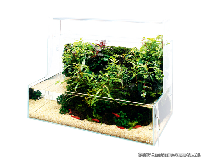 DOOAが提案する新しい水草のスタイル – vol.1 佗び草で緑の壁を楽しむ