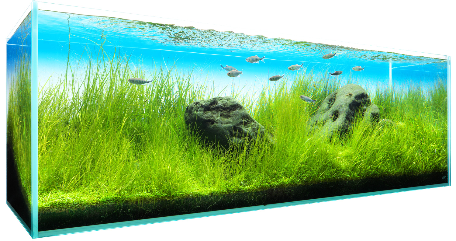 NATURE AQUARIUM GALLERY #03 – Swaying in the Clear Stream | en