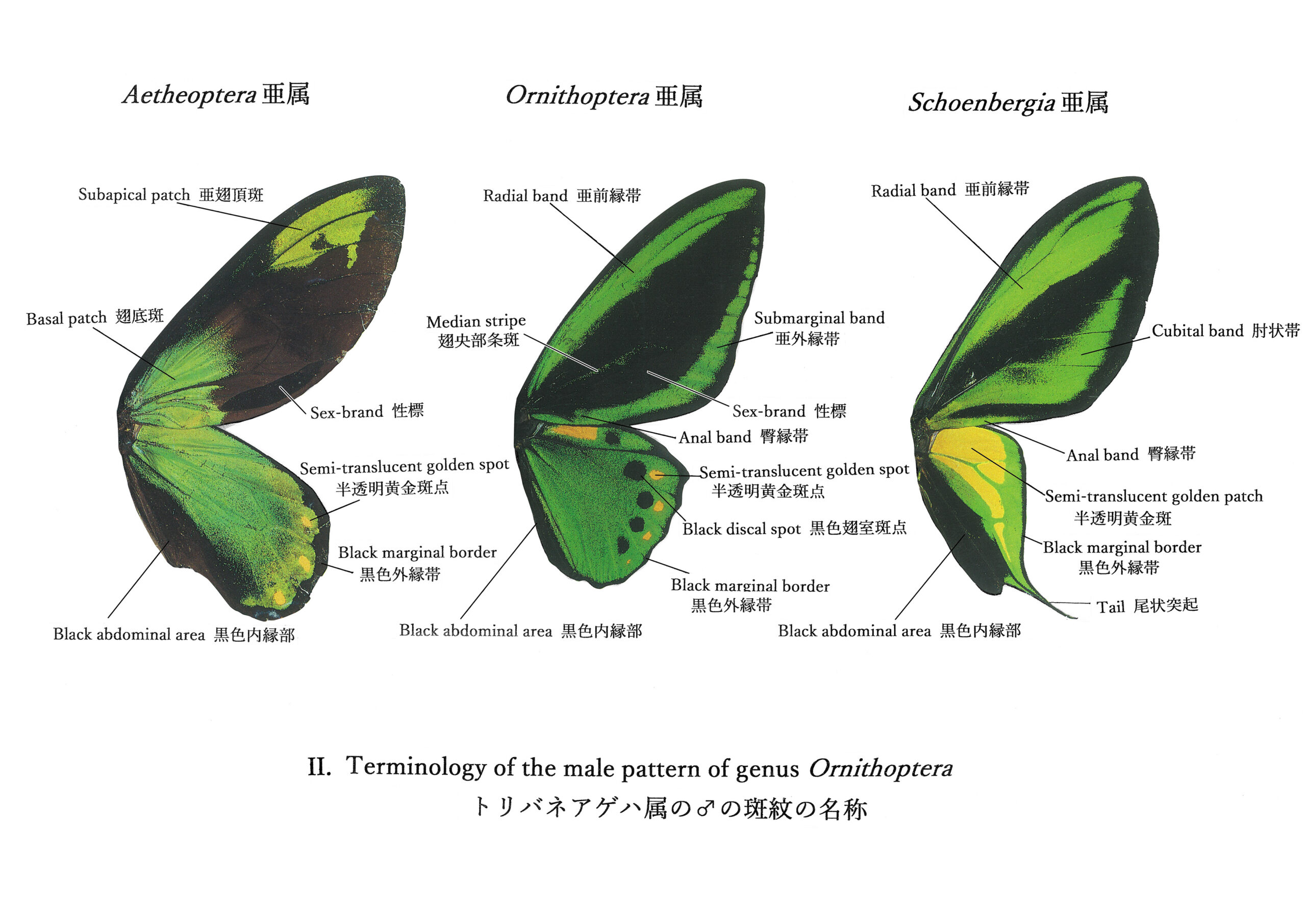 paradisea（ゴクラクトリバネアゲハ） | トリバネアゲハデジタル大図鑑