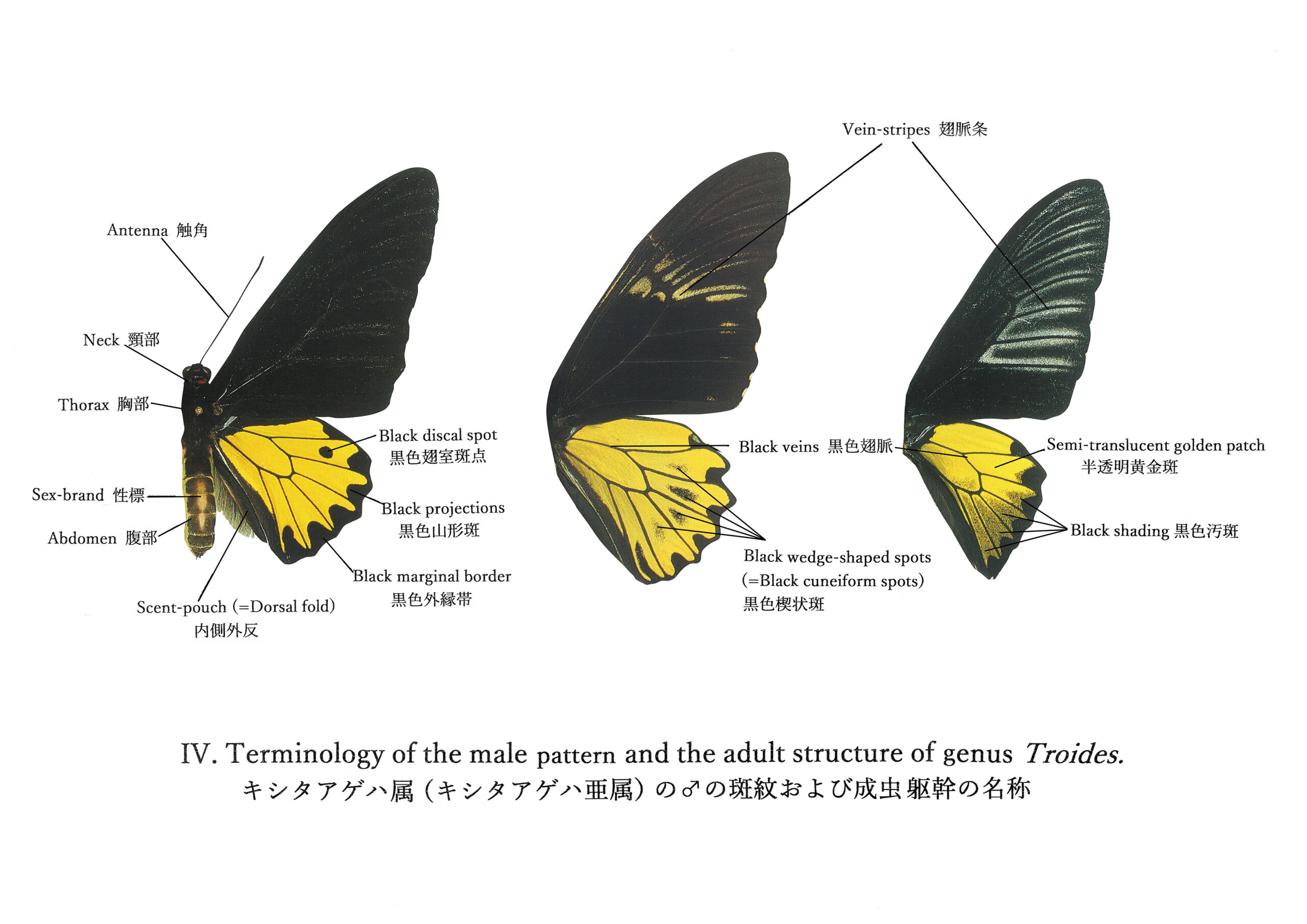 rhadamantus（フィリピンキシタアゲハ） | トリバネアゲハデジタル大