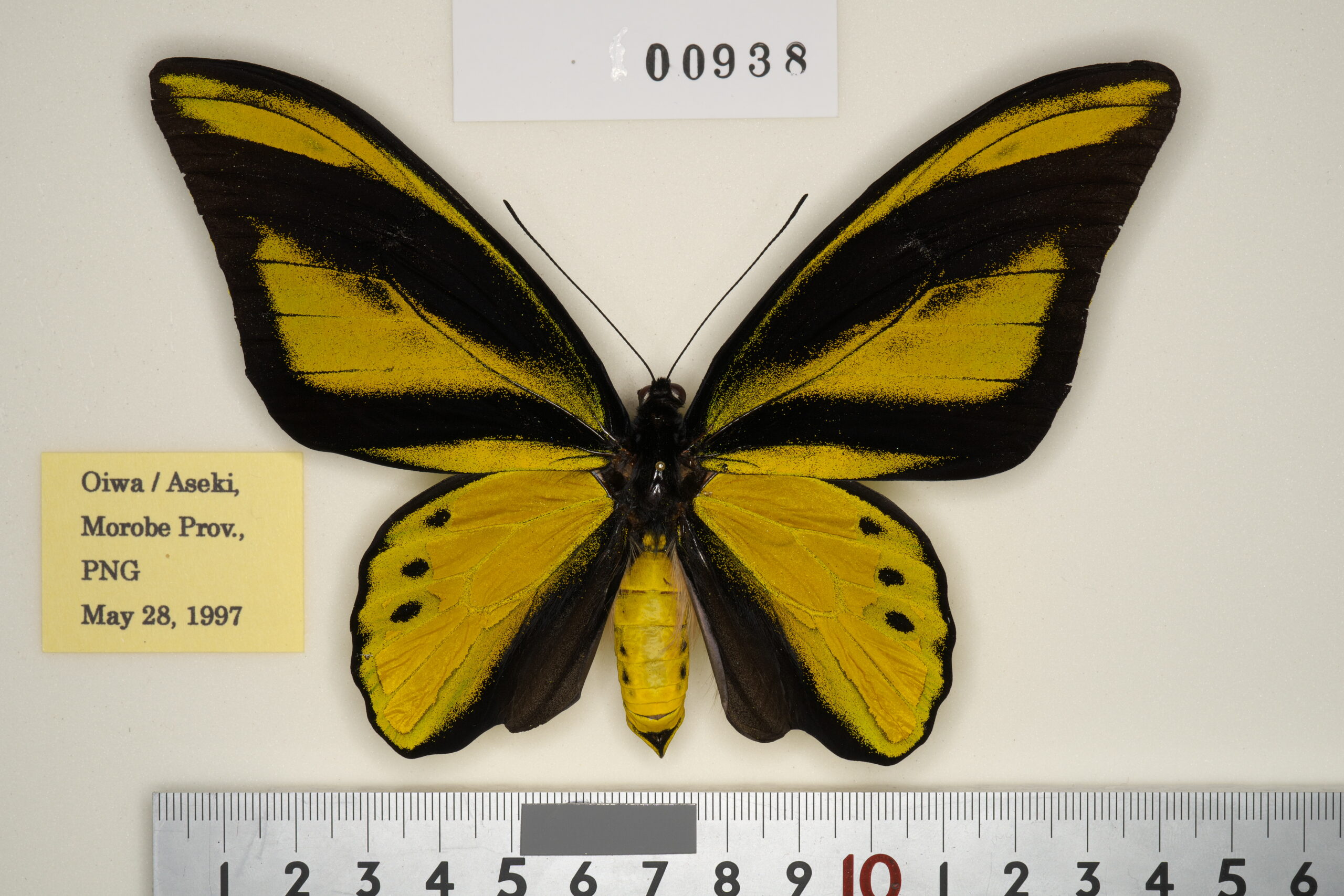 098-00938 | トリバネアゲハデジタル大図鑑（大屋崇コレクション）