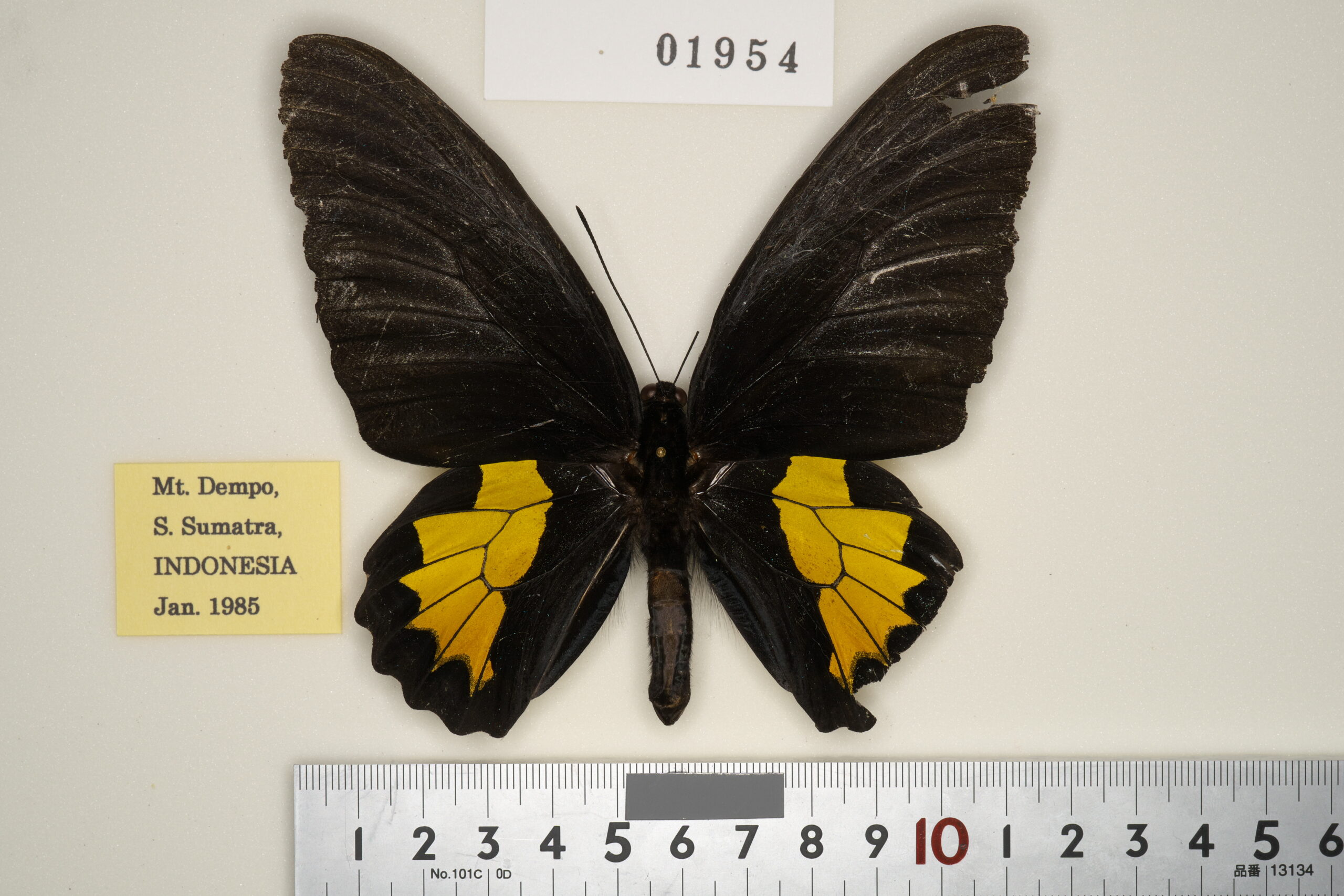 187-01953 | トリバネアゲハデジタル大図鑑（大屋崇コレクション）