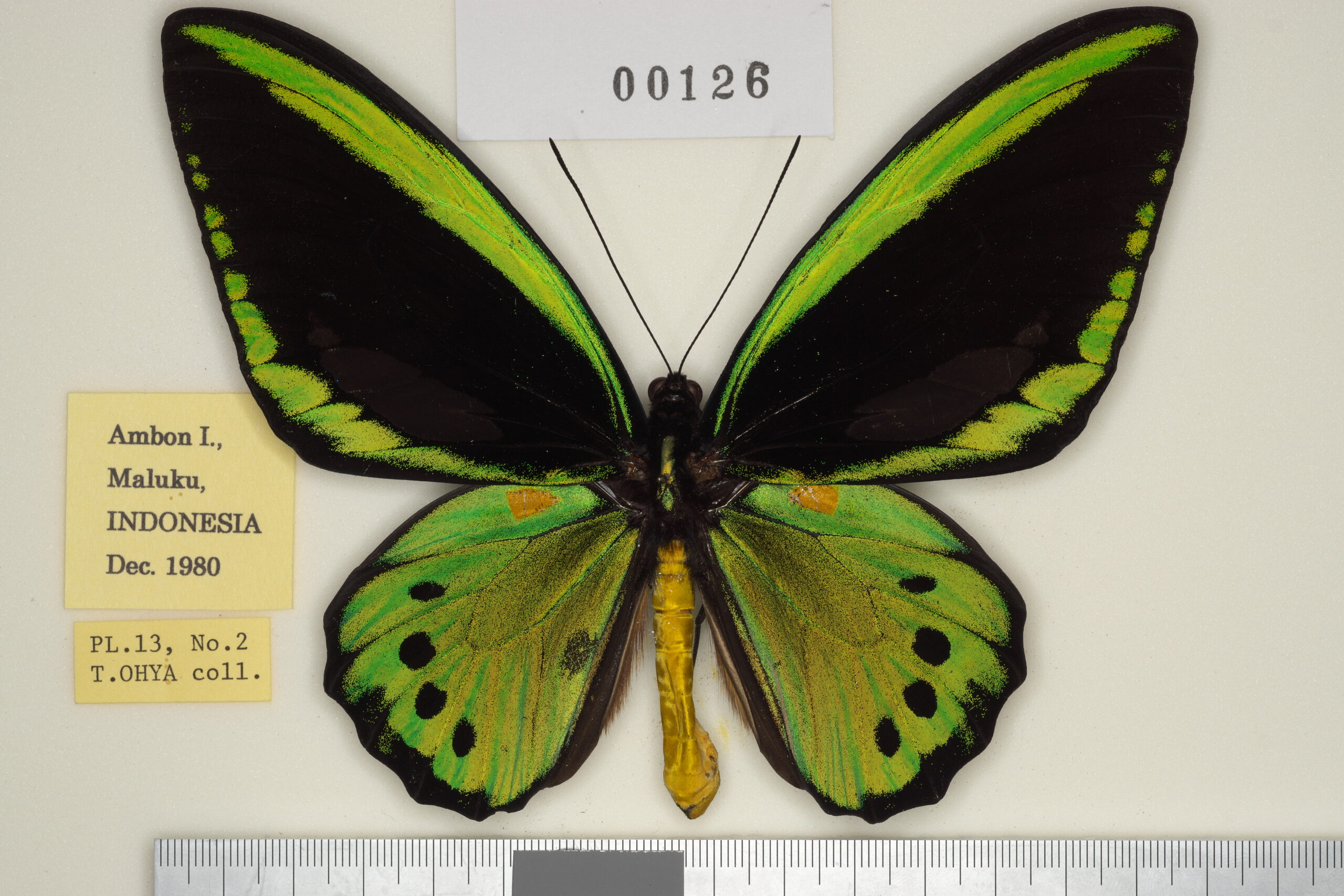 015-00126 | トリバネアゲハデジタル大図鑑（大屋崇コレクション）