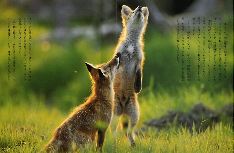 キツネ ｜ アリス館