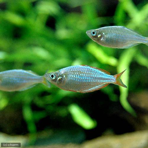 熱帯の魚、木製、紫と青のグラデーション 約30cm インパイクティスケリーは青紫のグラデーションが美しい元気いっぱいの