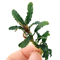 Bucephalandra sp.バンジャルバルダークグリーン(水上葉