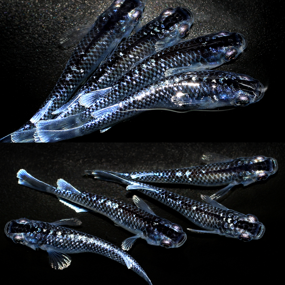 メダカ メダカ「ミッドナイトフリル」 | めだか屋「うなとろふぁ～む」