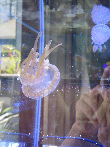映画クラゲ姫 (海月姫) 水槽 – アクアリンクBlog