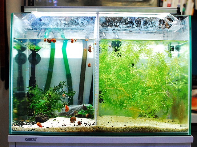 定番ライト！GEX「クリアLEDパワーⅢ」レビュー！見え方や水草育成など