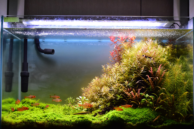 通販の定番ライト！「アクロ TRIANGLE LED GROW 600」レビュー