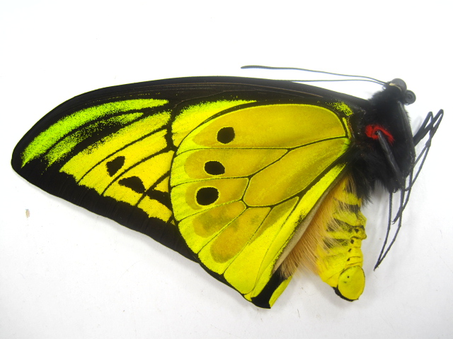 ゴライアストリバネアゲハ/標本販売/通販/トリバネ販売アリスト | 外